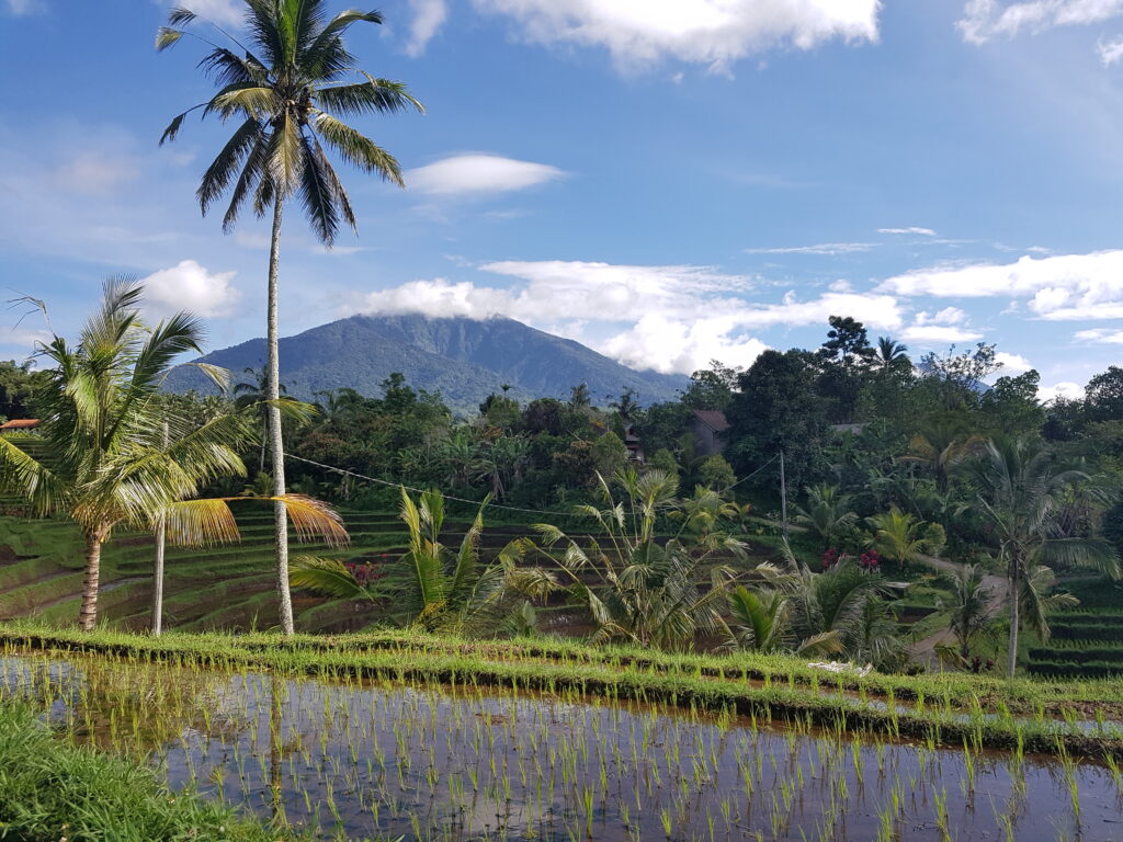 Jatiluwih rice terrasses