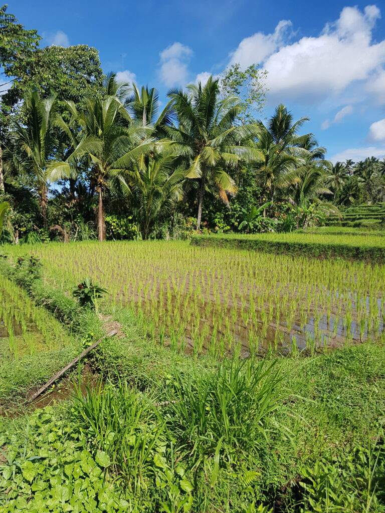 Jatiluwih landscape