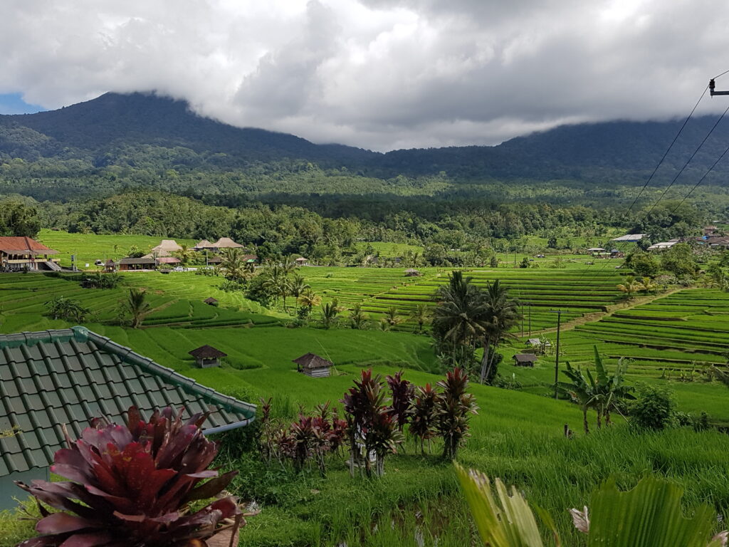 Jatiluwih rice terrasses