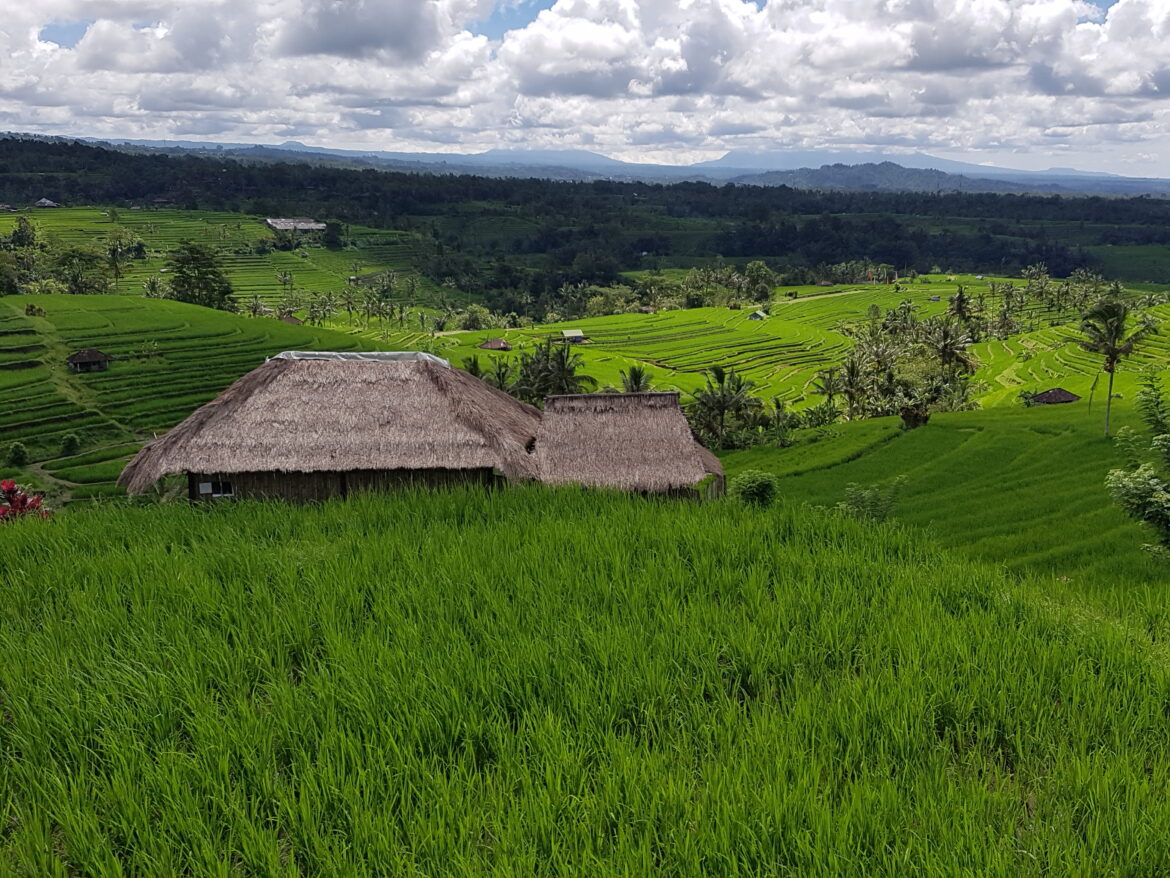 terrasses de Jatiluwih Jatiluwih rice terrasses
